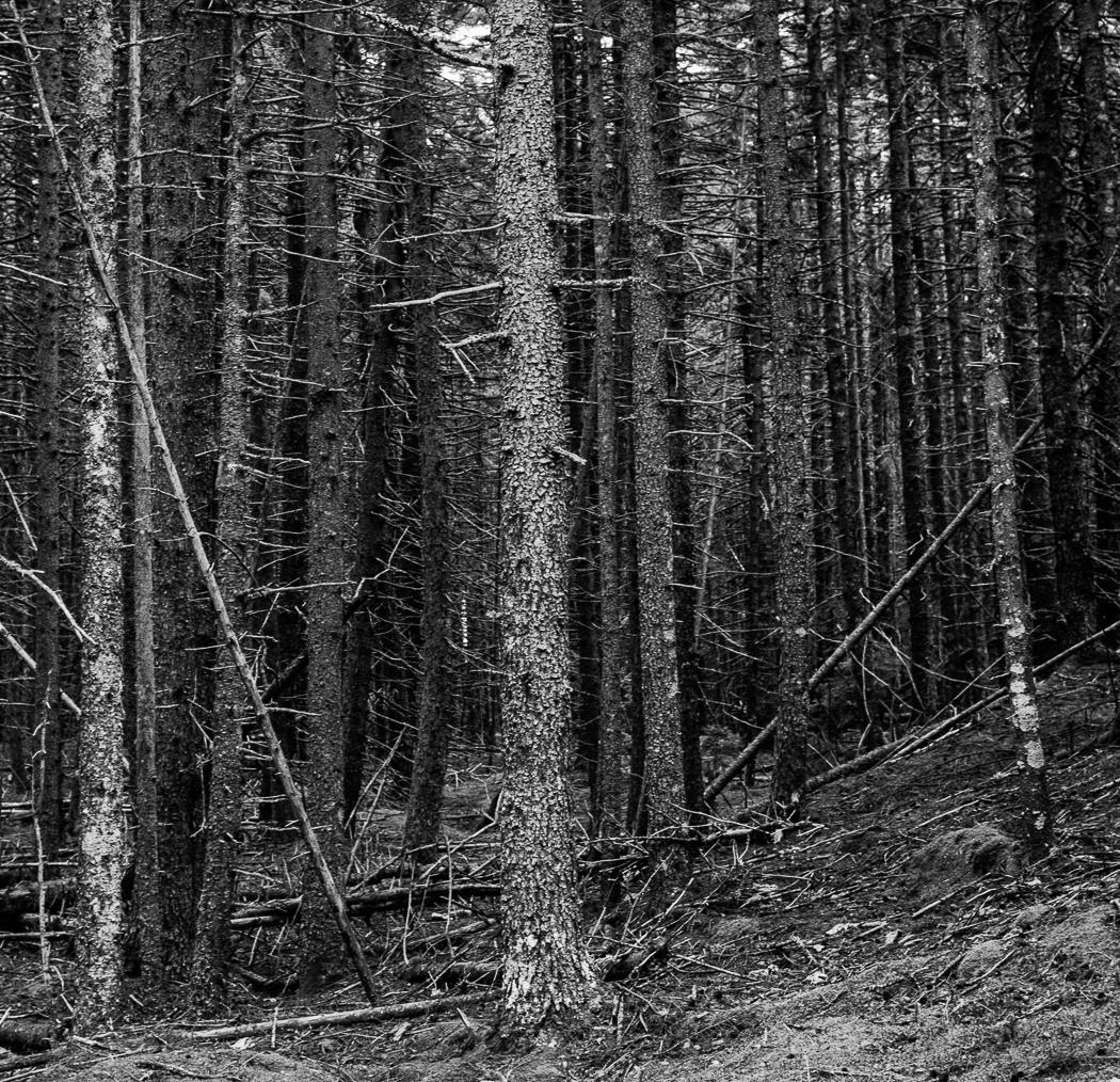 Isola dei cervi, Stampe a pigmenti - Landscape Photograph Nero di Miguel Winograd 