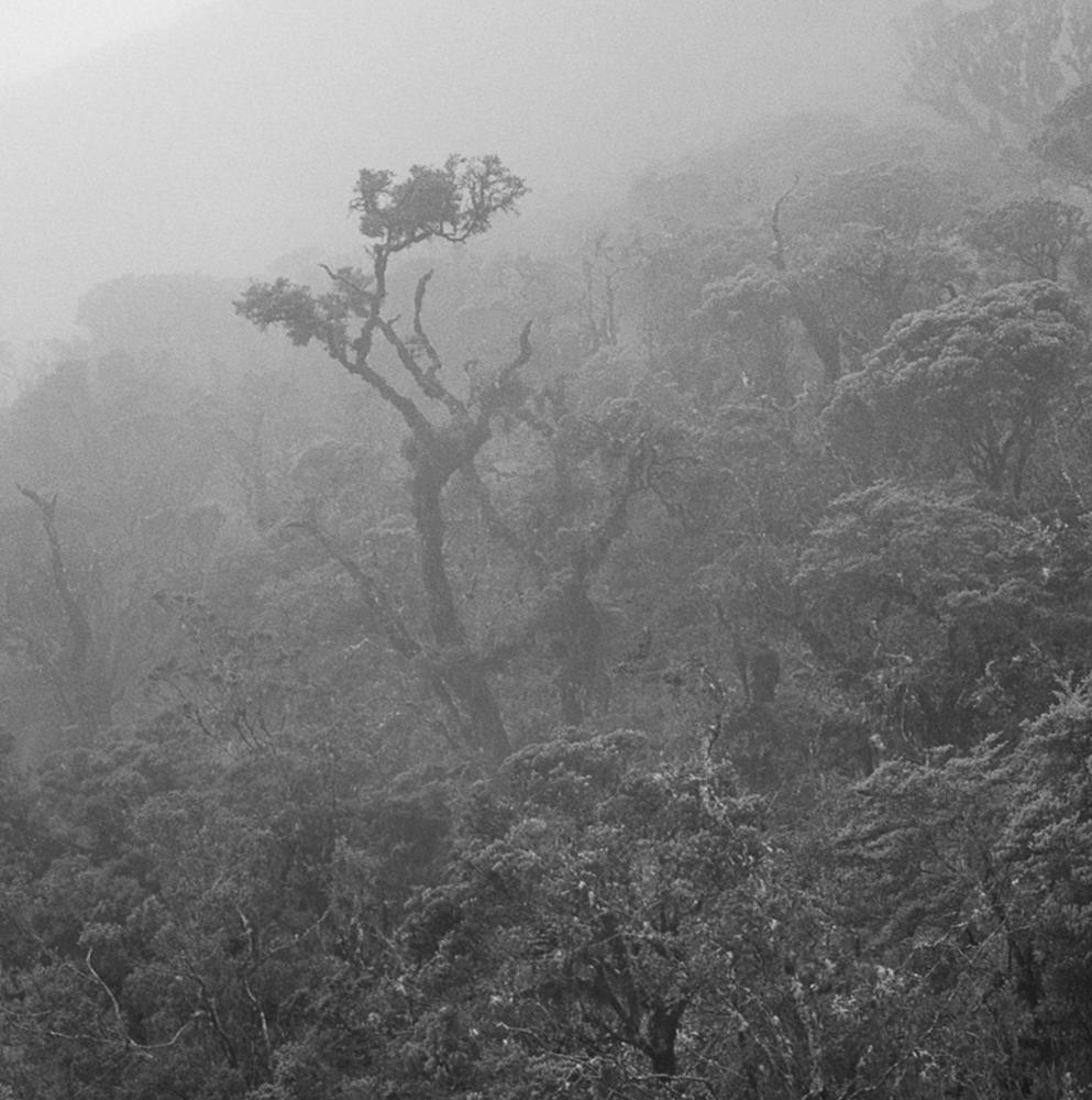 Árbol Niebla Chingaza, Impresiones pigmentadas - Photograph de Miguel Winograd 