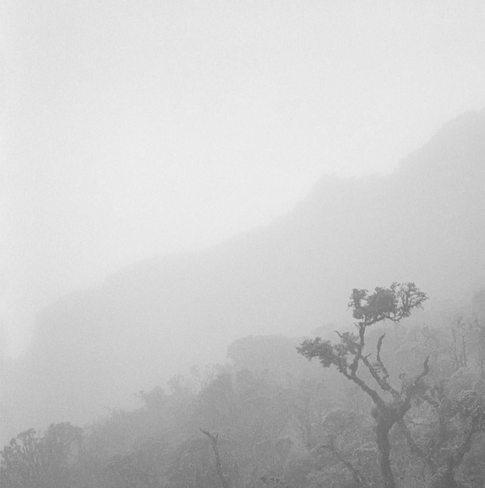 Árbol Niebla Chingaza, Impresiones pigmentadas - Photograph Naturalista de Miguel Winograd 
