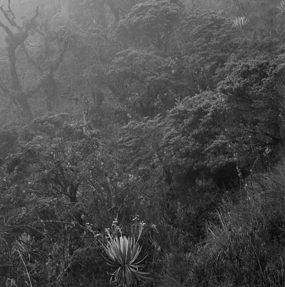 Árbol Niebla Chingaza, Impresiones pigmentadas - Landscape Photograph Gris de Miguel Winograd 