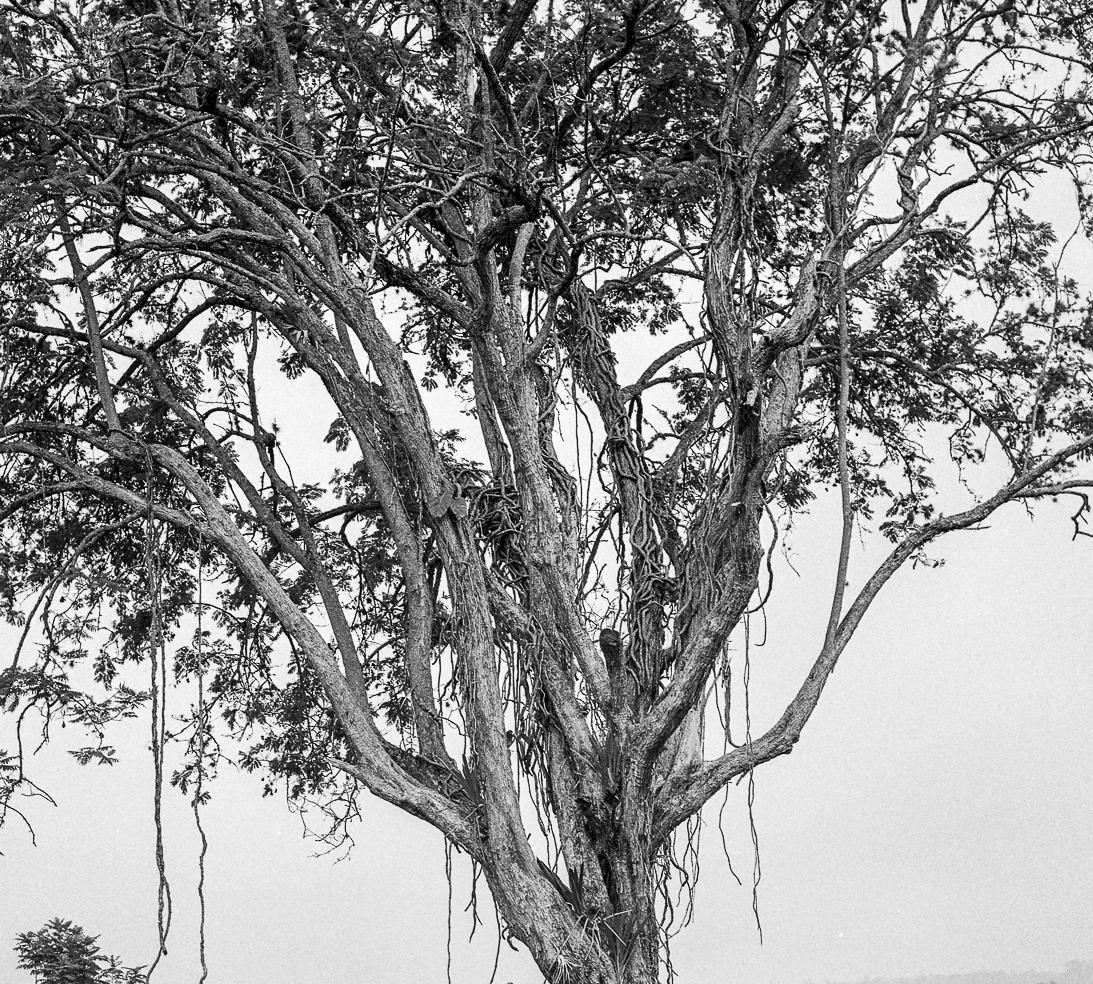 Fusagasugá, Impresiones pigmentarias - Photograph de Miguel Winograd 