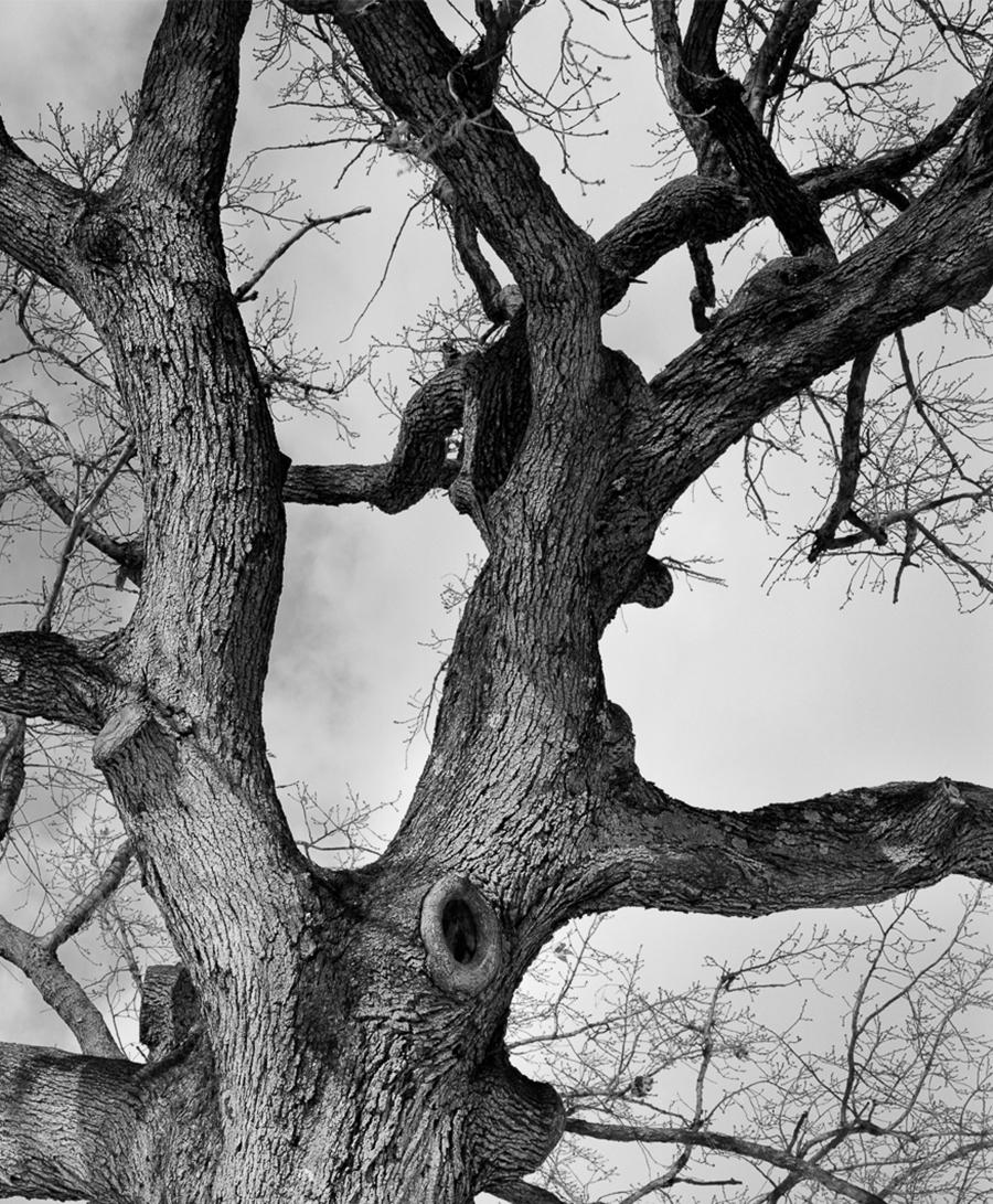 Brooklyn, Pigmentdrucke (Naturalismus), Photograph, von Miguel Winograd 