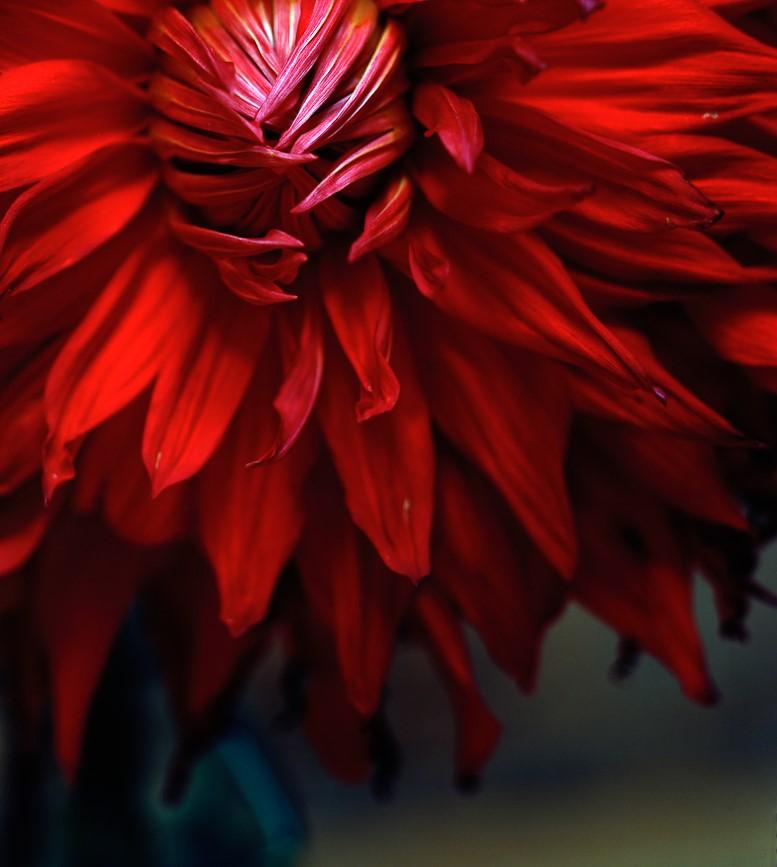 Dahlia, Impressions pigmentaires - Noir Color Photograph par Miguel Winograd 