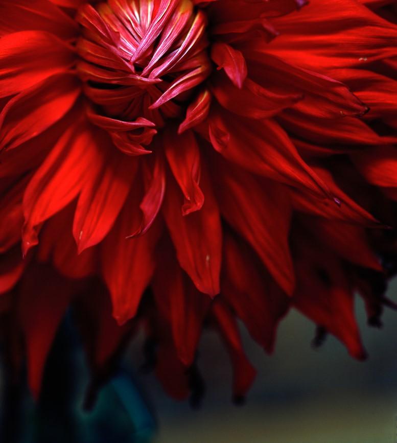 Dahlia, Pigmentdrucke (Schwarz), Color Photograph, von Miguel Winograd 