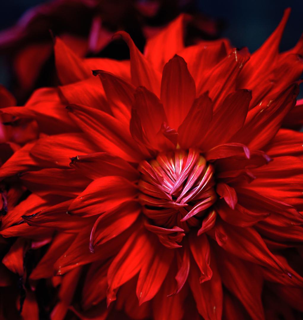 Dahlia, Pigmentdrucke – Photograph von Miguel Winograd 