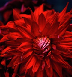 Dahlia, Pigment Prints