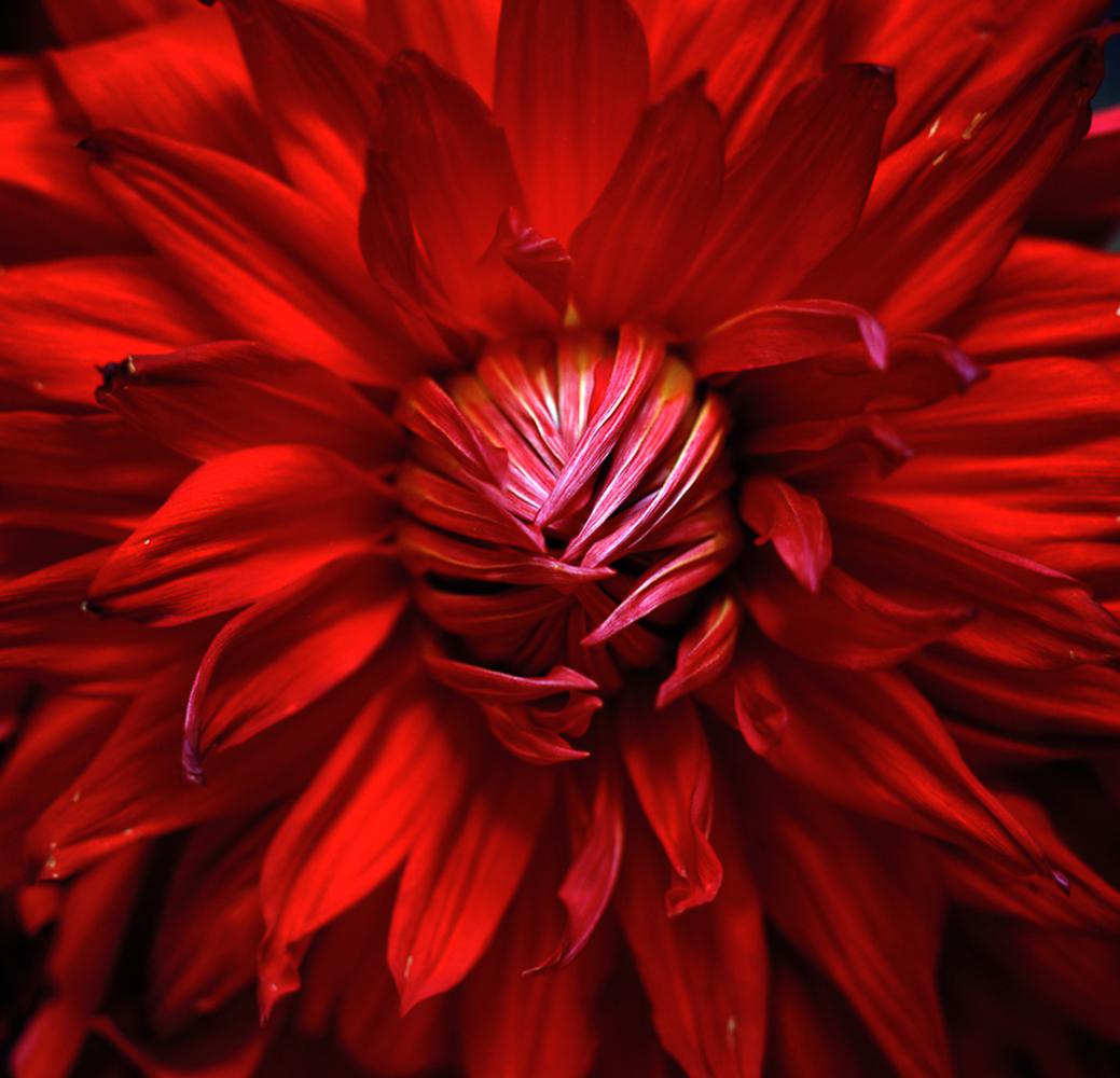 Dahlia, Impressions pigmentaires - Naturalisme Photograph par Miguel Winograd 