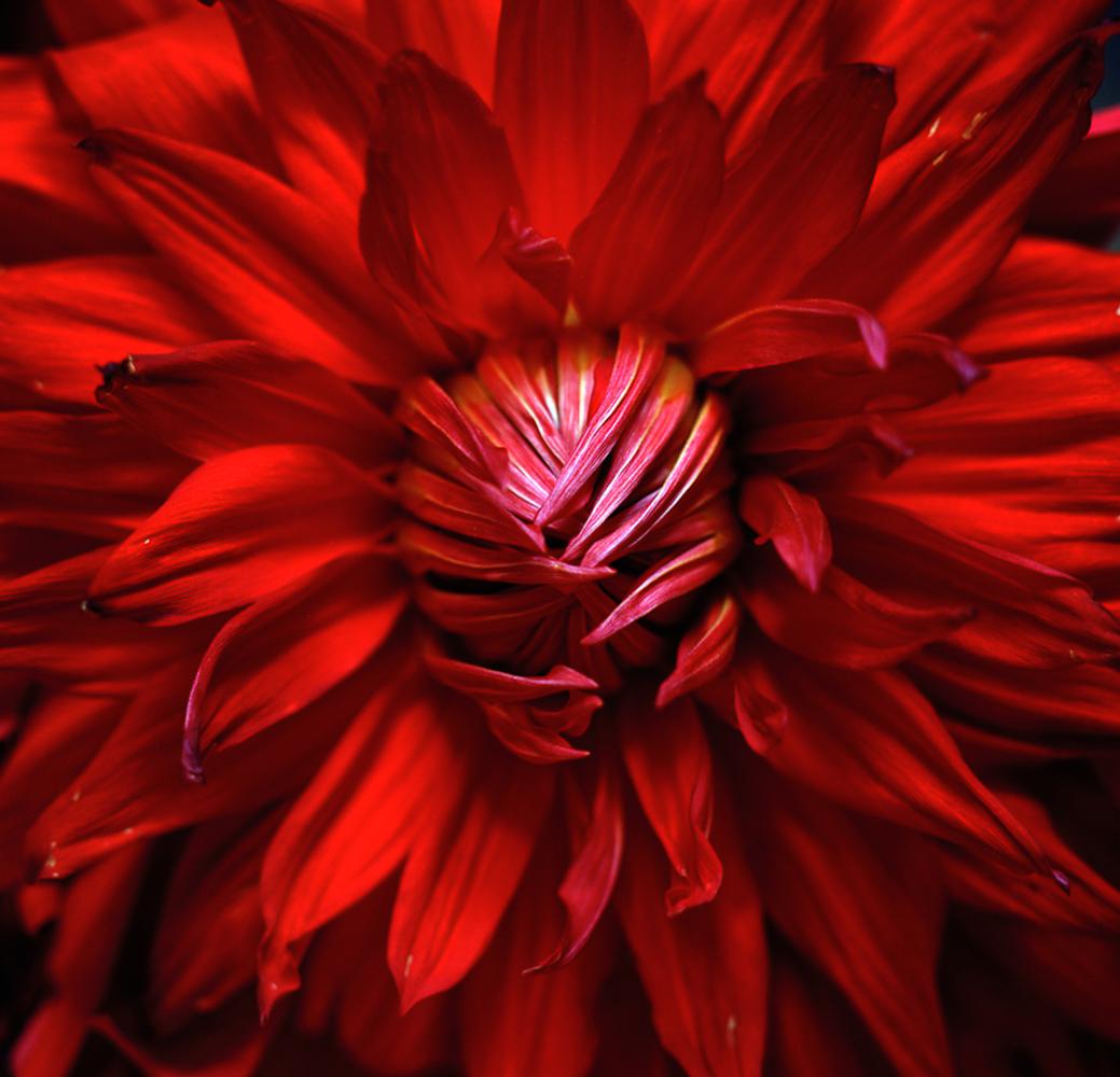 Dahlia, Pigmentdrucke (Naturalismus), Photograph, von Miguel Winograd 