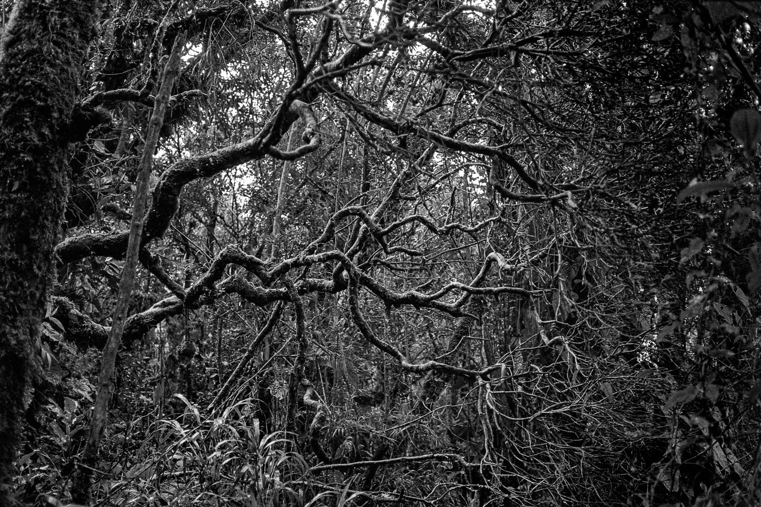Miguel Winograd  Black and White Photograph - Selva Oscura Macizo Colombiano, Silver Gelatin Print