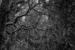 Selva Oscura Macizo Colombiano, imprimé gélatino-argentique