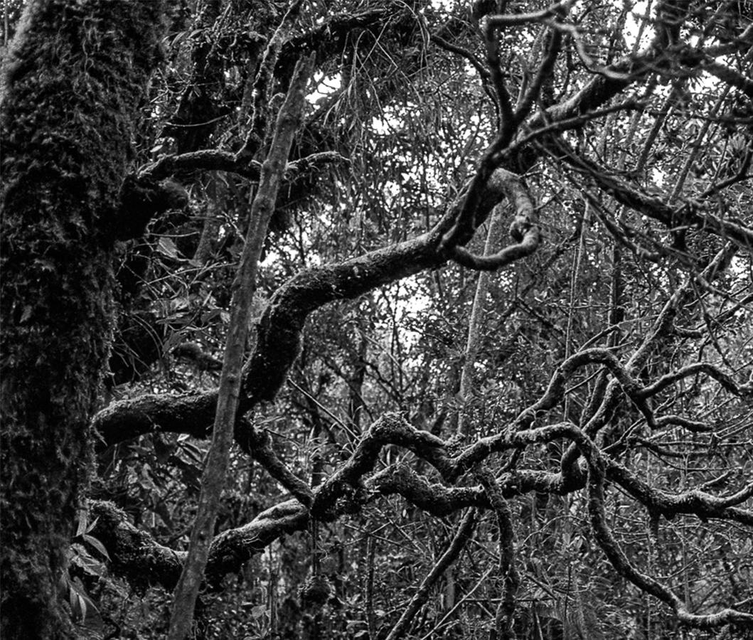 Selva Oscura Macizo Colombiano, Silver Gelatin Print - Photograph by Miguel Winograd 