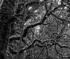 Selva Oscura Macizo Colombiano, Silver Gelatin Print