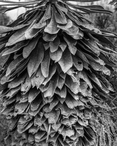 Frailejón el Verjón (Detalle), Silbergelatineabzug