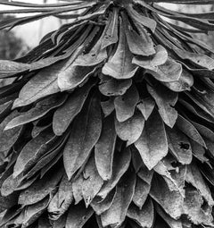 Frailejón el Verjón (Detalle), impression à la gélatine argentée