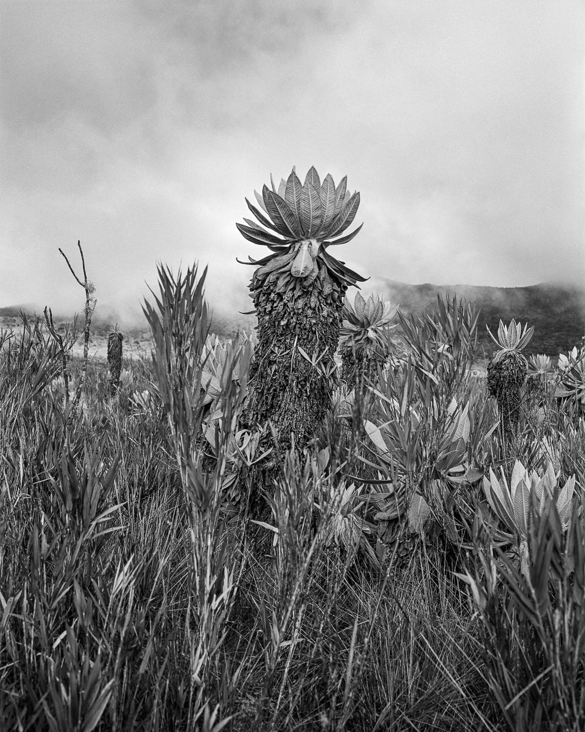 Black and White Photograph Miguel Winograd  - Frailejn Pramo de las papas, imprimé gélatino-argentique