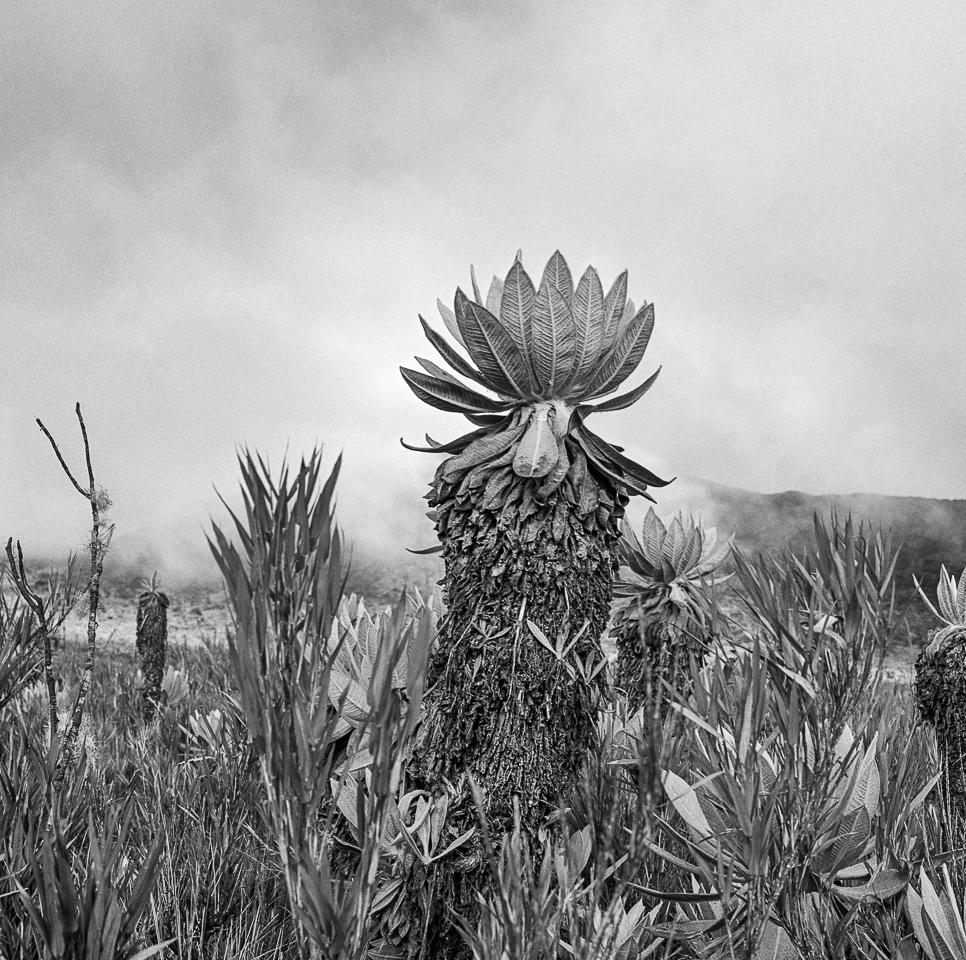 Frailejón Páramo de las papas, Silver Gelatin Print - Photograph by Miguel Winograd 