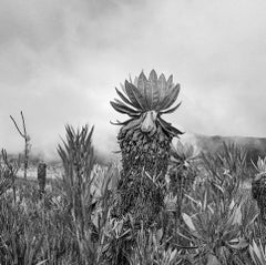 Frailejón Páramo de las papas, impression à la gélatine argentée