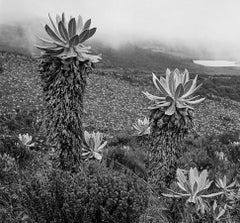 Laguna de la Magdalena, Silver Gelatin Print