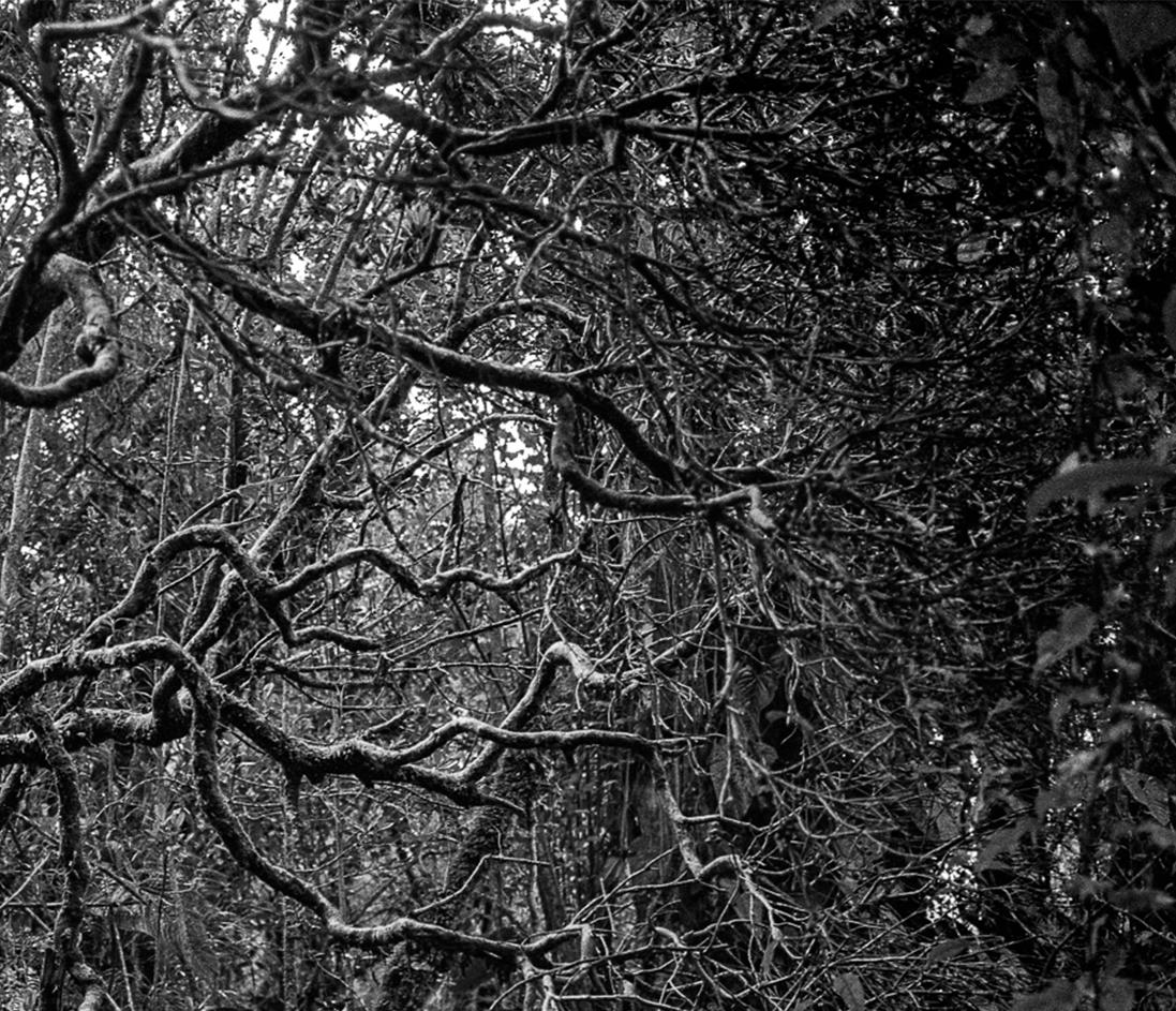 Selva Oscura Macizo Colombie, estampes pigmentaires - Naturalisme Photograph par Miguel Winograd 