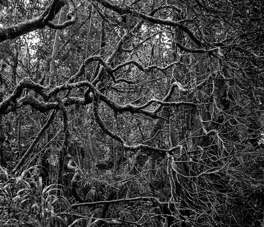 Selva Oscura Macizo Colombie, estampes pigmentaires - Noir Landscape Photograph par Miguel Winograd 