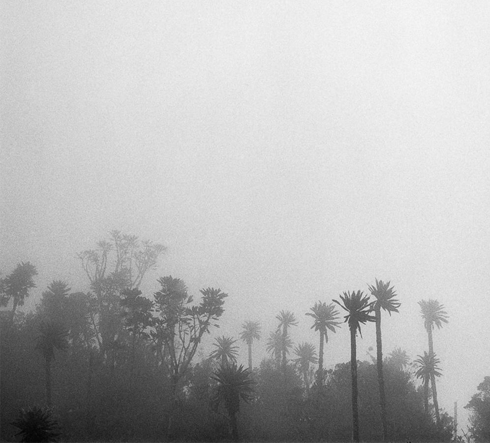 El Palmar (Chingaza), Impressions pigmentaires - Photograph de Miguel Winograd 