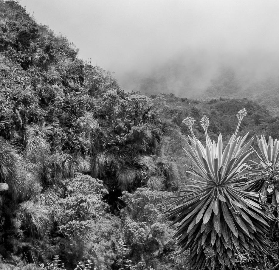 Frailejones el Verjón, Pigmentdrucke (Naturalismus), Photograph, von Miguel Winograd 
