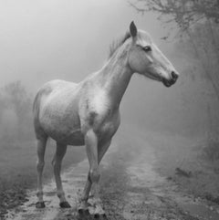 Caballo el Palmar, Pigment Prints