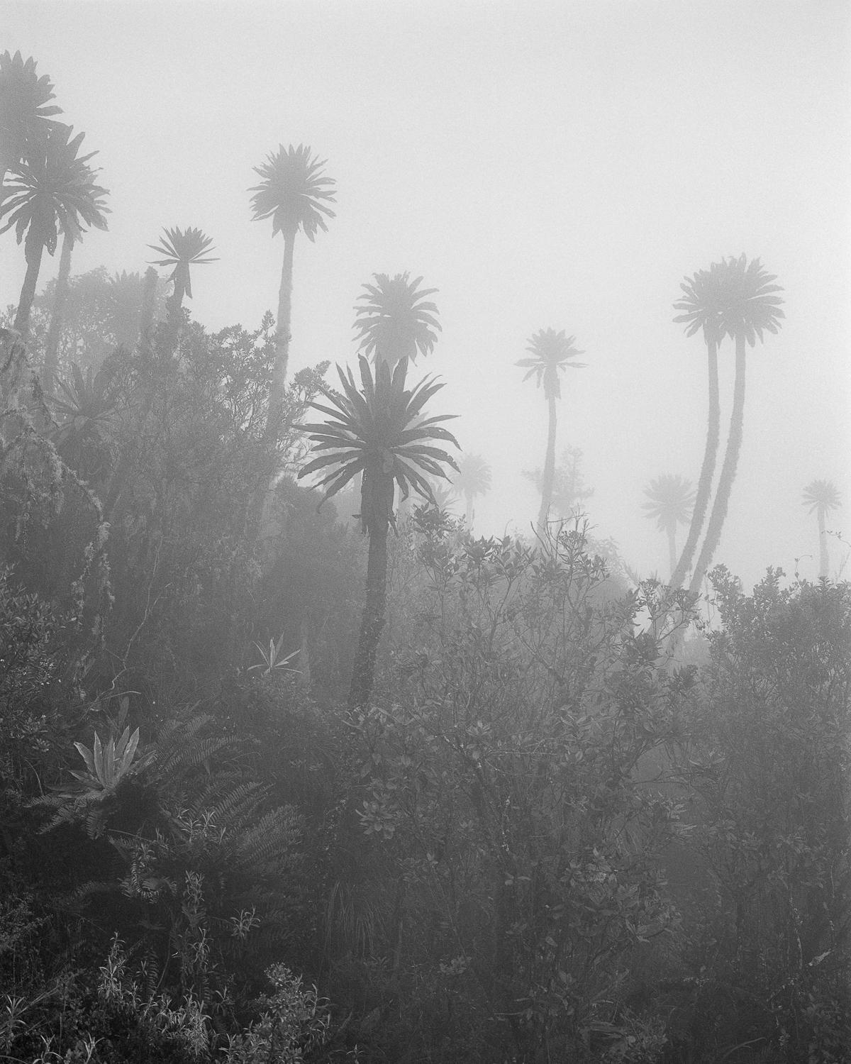 Black and White Photograph Miguel Winograd  - El Palmar en la Niebla Chingaza, imprimé pigmentaire