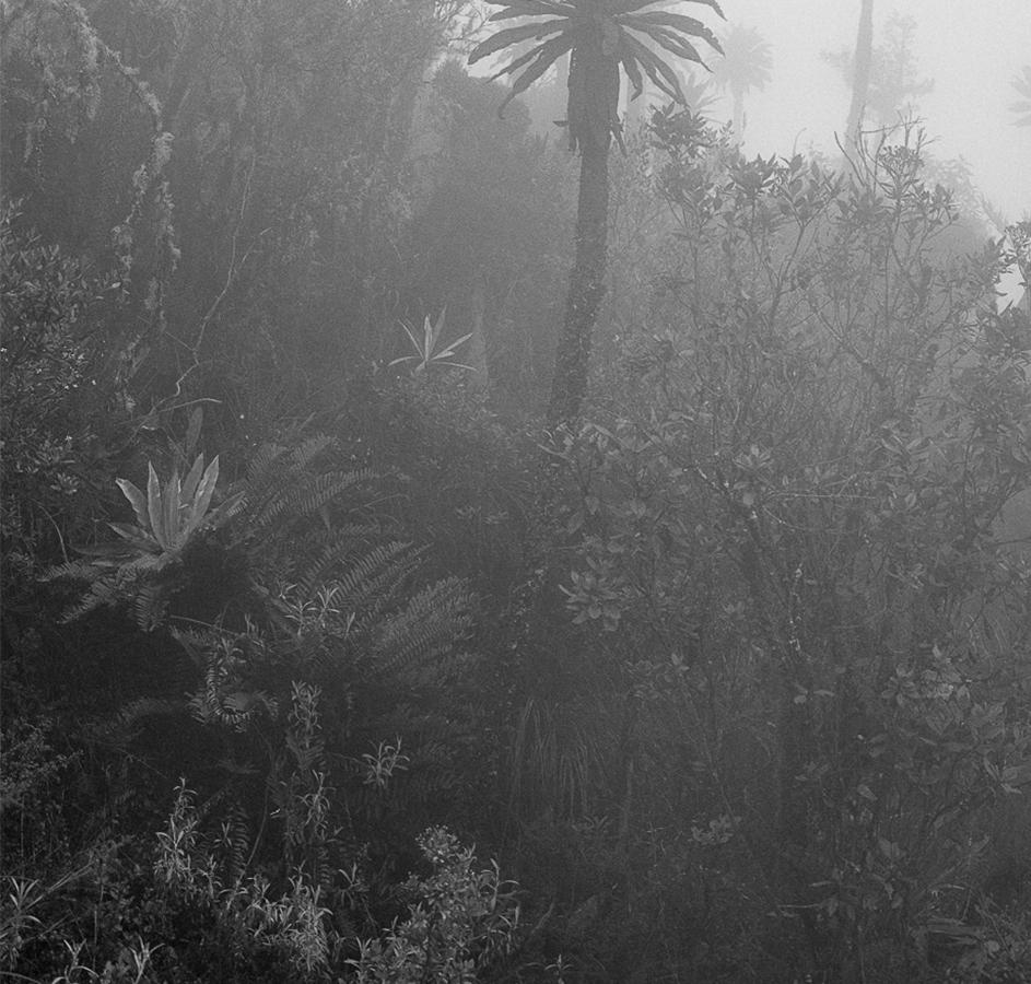 El Palmar en la Niebla Chingaza, imprimé pigmentaire - Photograph de Miguel Winograd 
