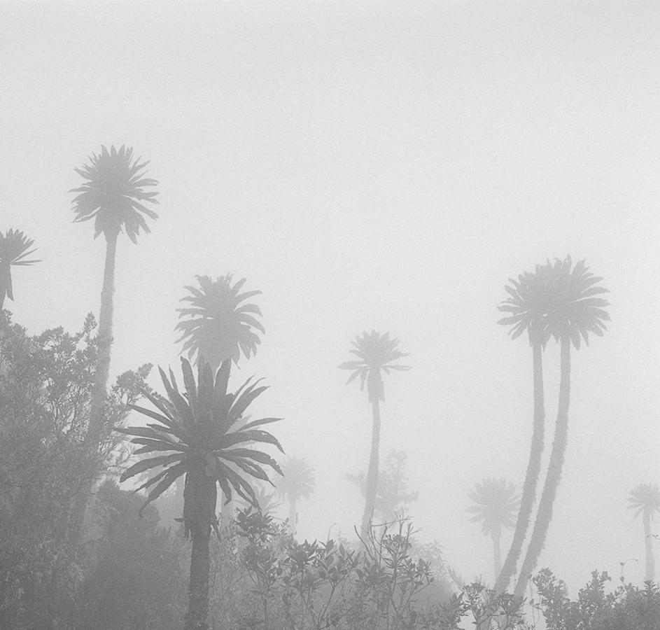 El Palmar en la Niebla Chingaza, Pigment Print - Gray Black and White Photograph by Miguel Winograd 