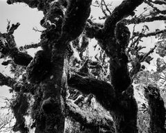 Selva oscura II – Macizo, Silver Gelatin Print