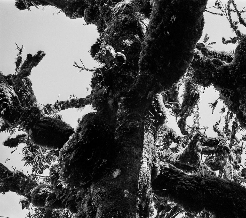 Selva oscura II Macizo, imprimé gélatino-argentique - Photograph de Miguel Winograd 