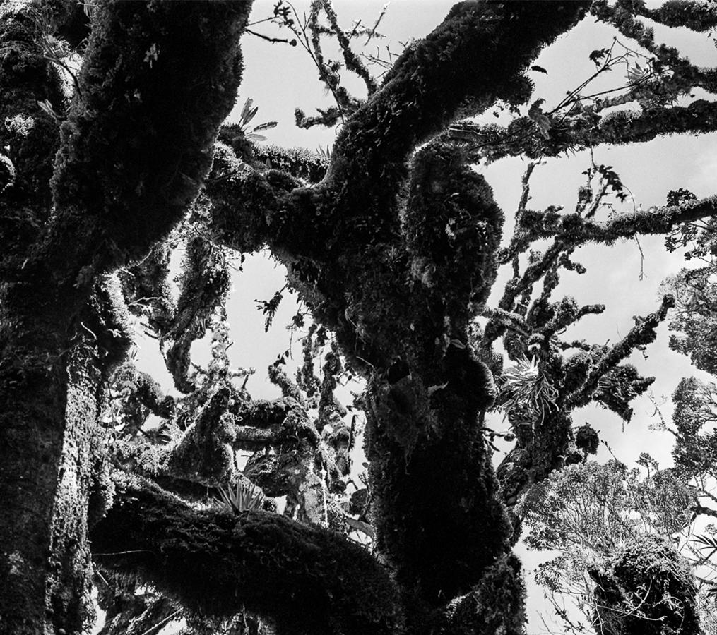 Selva oscura II – Macizo, Silver Gelatin Print - Naturalistic Photograph by Miguel Winograd 