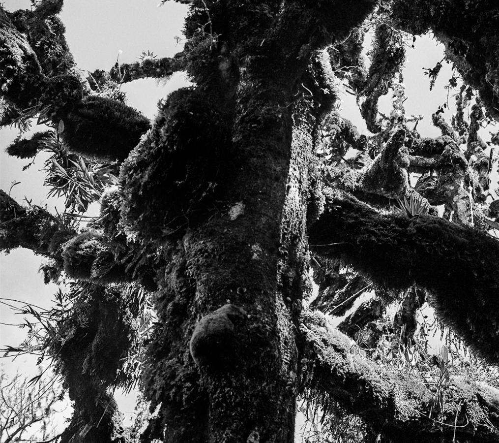 Selva oscura II Macizo, imprimé gélatino-argentique - Noir Landscape Photograph par Miguel Winograd 