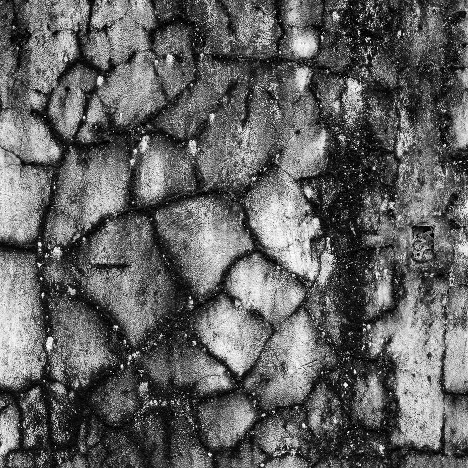 Pared el Palmar, Silbergelatine-Druck in Silber (Schwarz), Landscape Photograph, von Miguel Winograd 