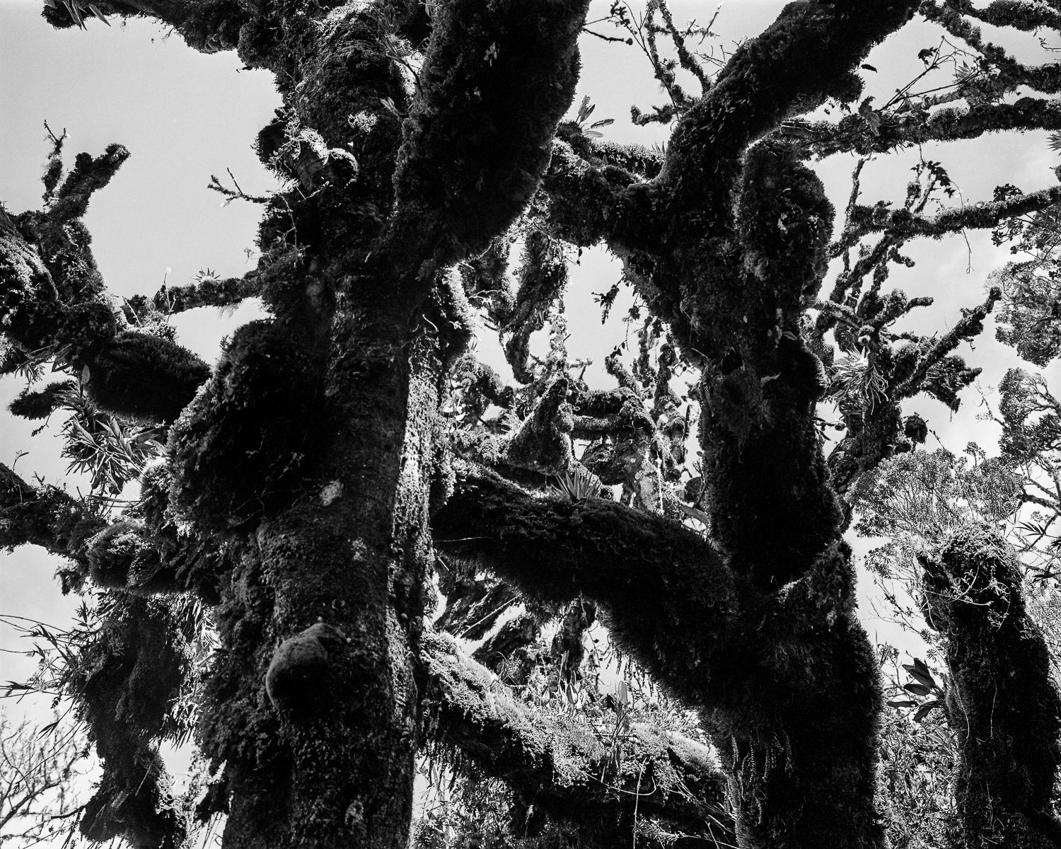 Landscape Photograph di Miguel Winograd  - Selva oscura II - Macizo, Stampe a pigmento
