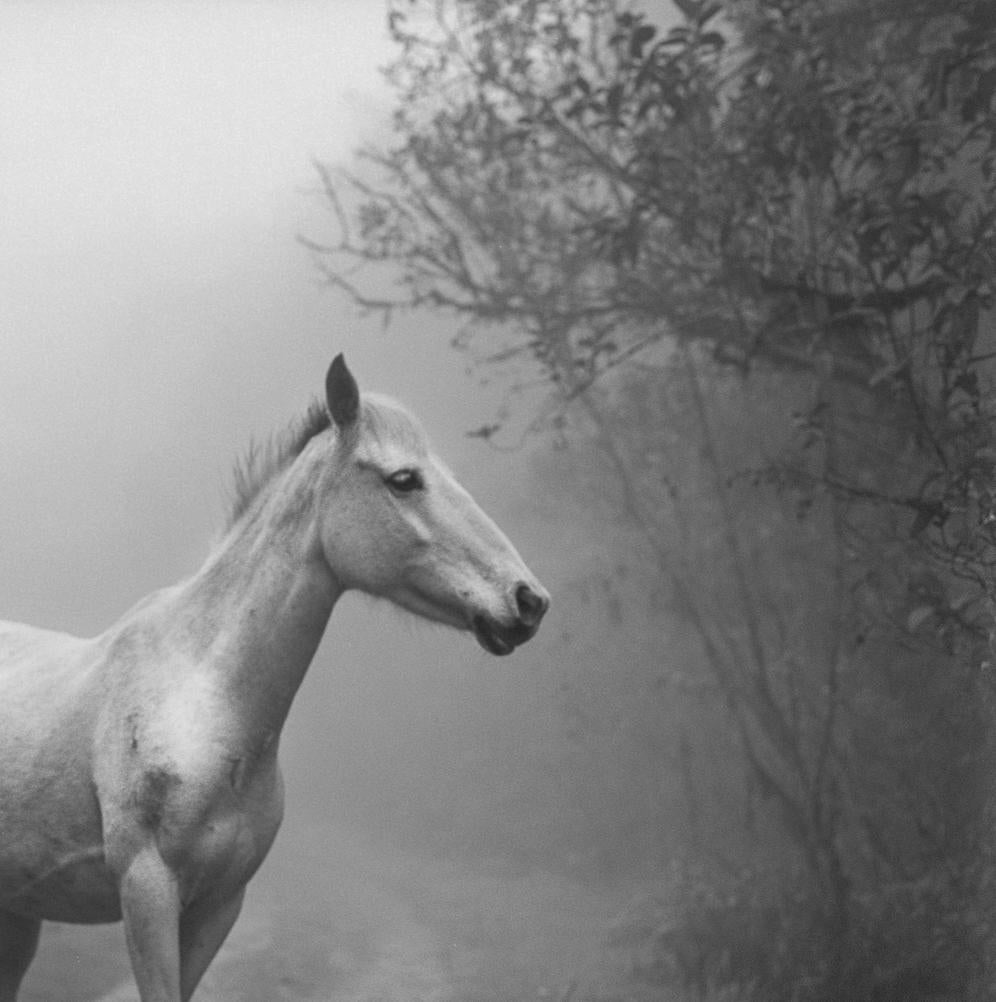 caballo silver