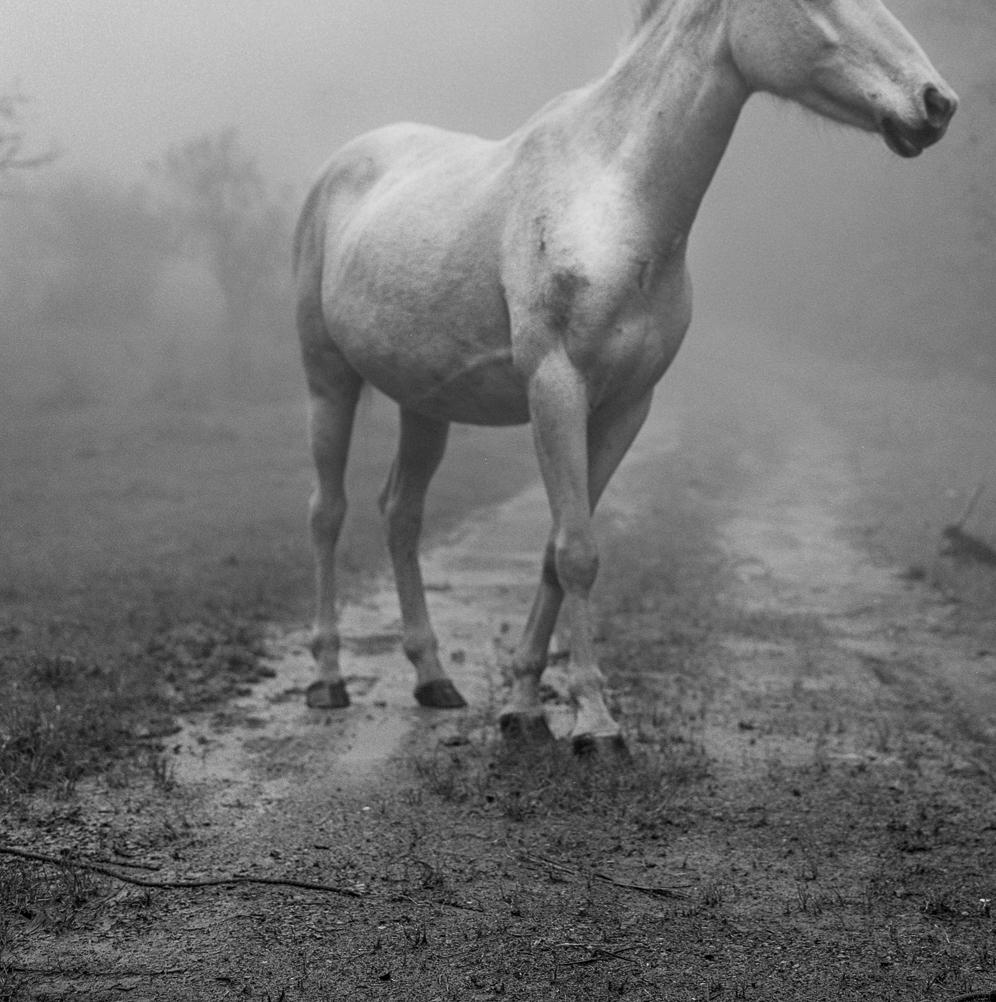 silver caballo