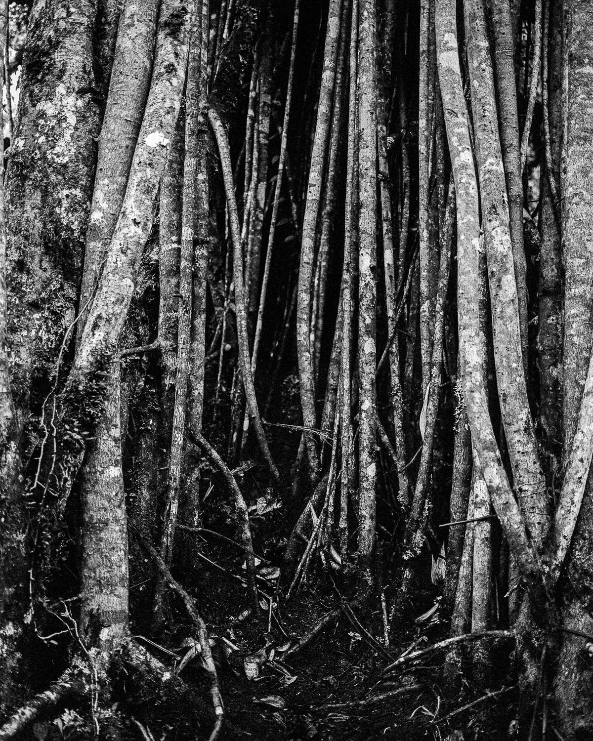 Miguel Winograd  Black and White Photograph - Raíces Selva Oscura, Silver Gelatin Print