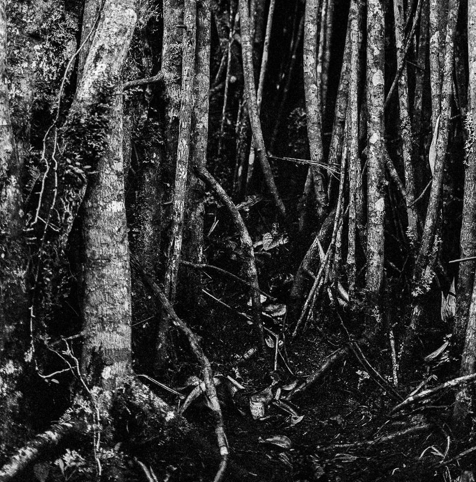 Races Selva Oscura, imprimé gélatino-argentique - Photograph de Miguel Winograd 