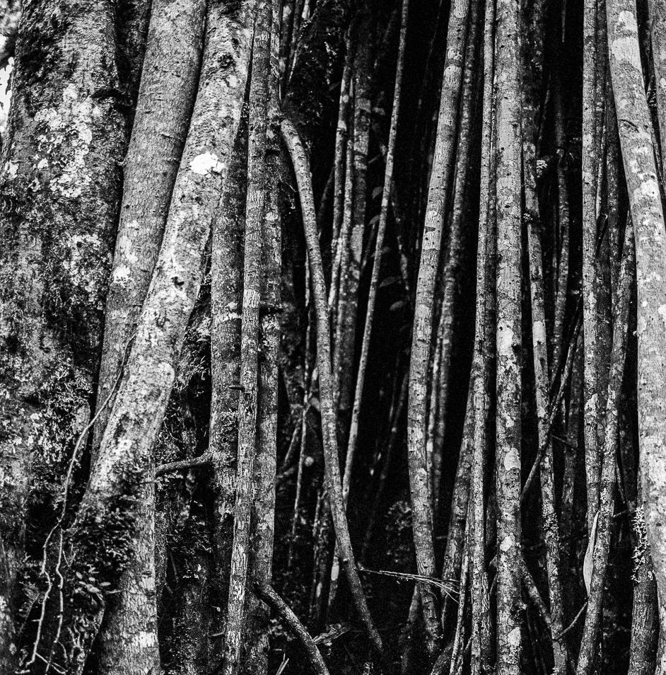 Raíces Selva Oscura, Silver Gelatin Print - Naturalistic Photograph by Miguel Winograd 
