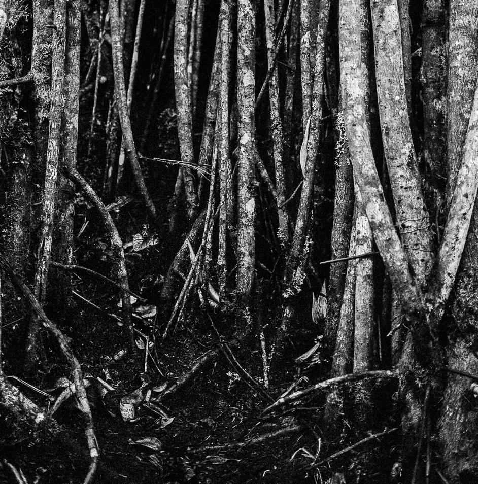 Raíces Selva Oscura, Silver Gelatin Print - Black Black and White Photograph by Miguel Winograd 