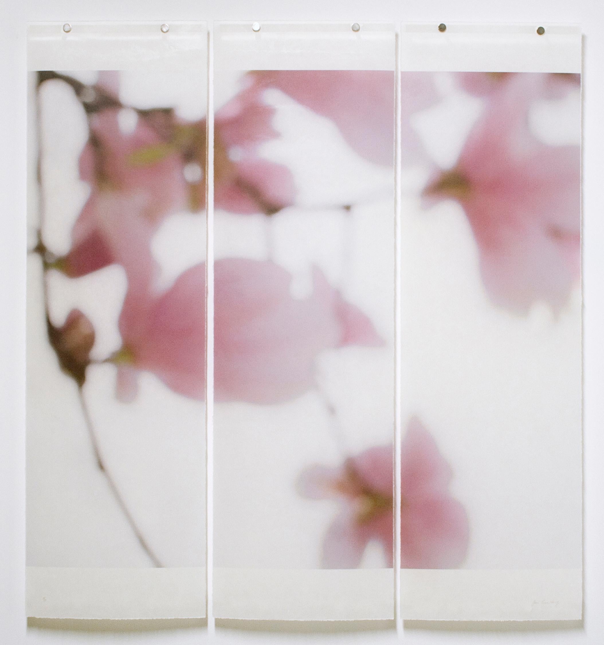 Magnolia triptych - Mixed Media Art by Jeri Eisenberg