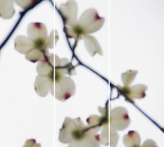 Dogwood White - Red Tips triptych paper piece