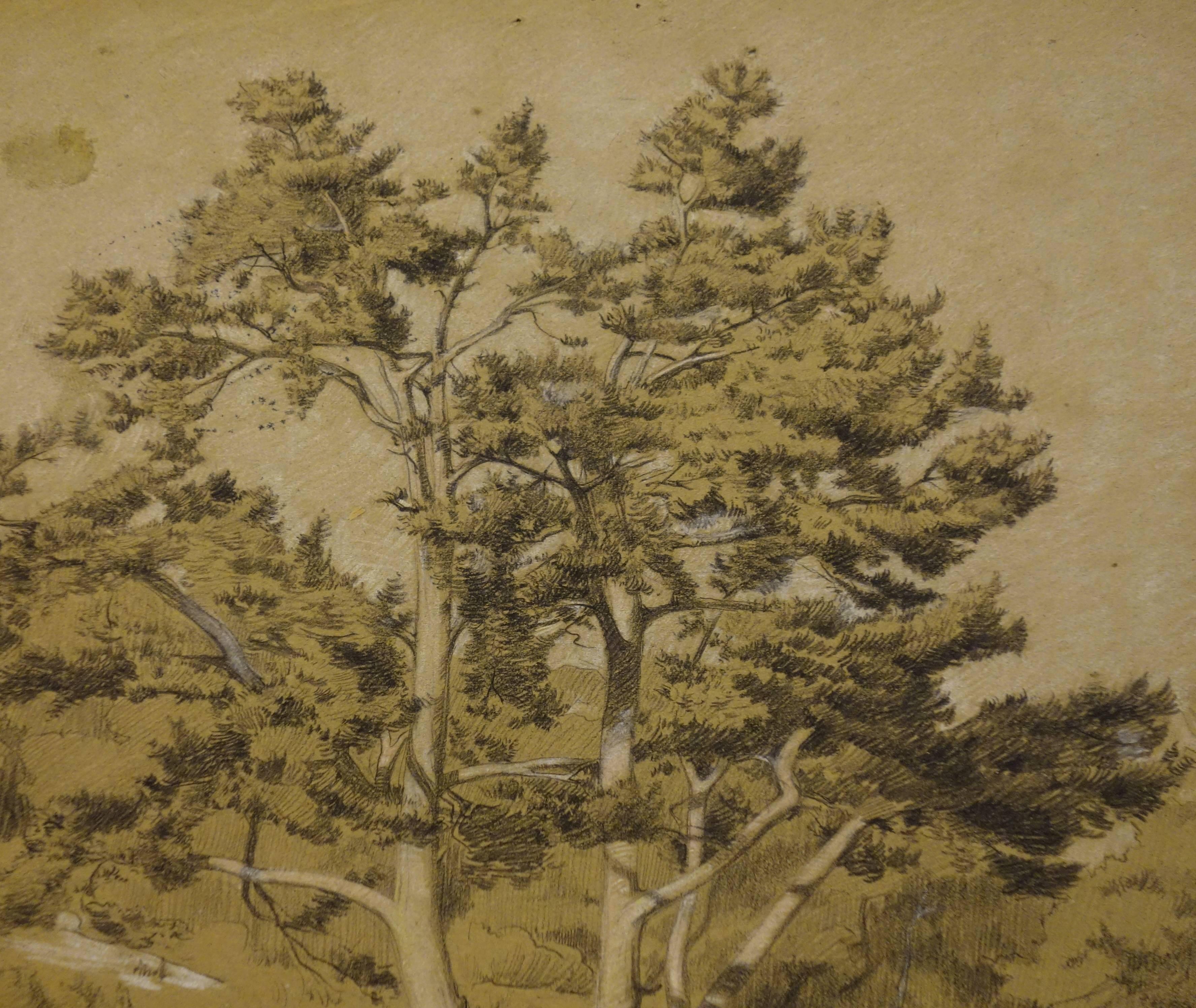 Le vieux pin - Drawing original signé à l'eau-forte  - Marron Landscape Art par Gustave Poetzsch