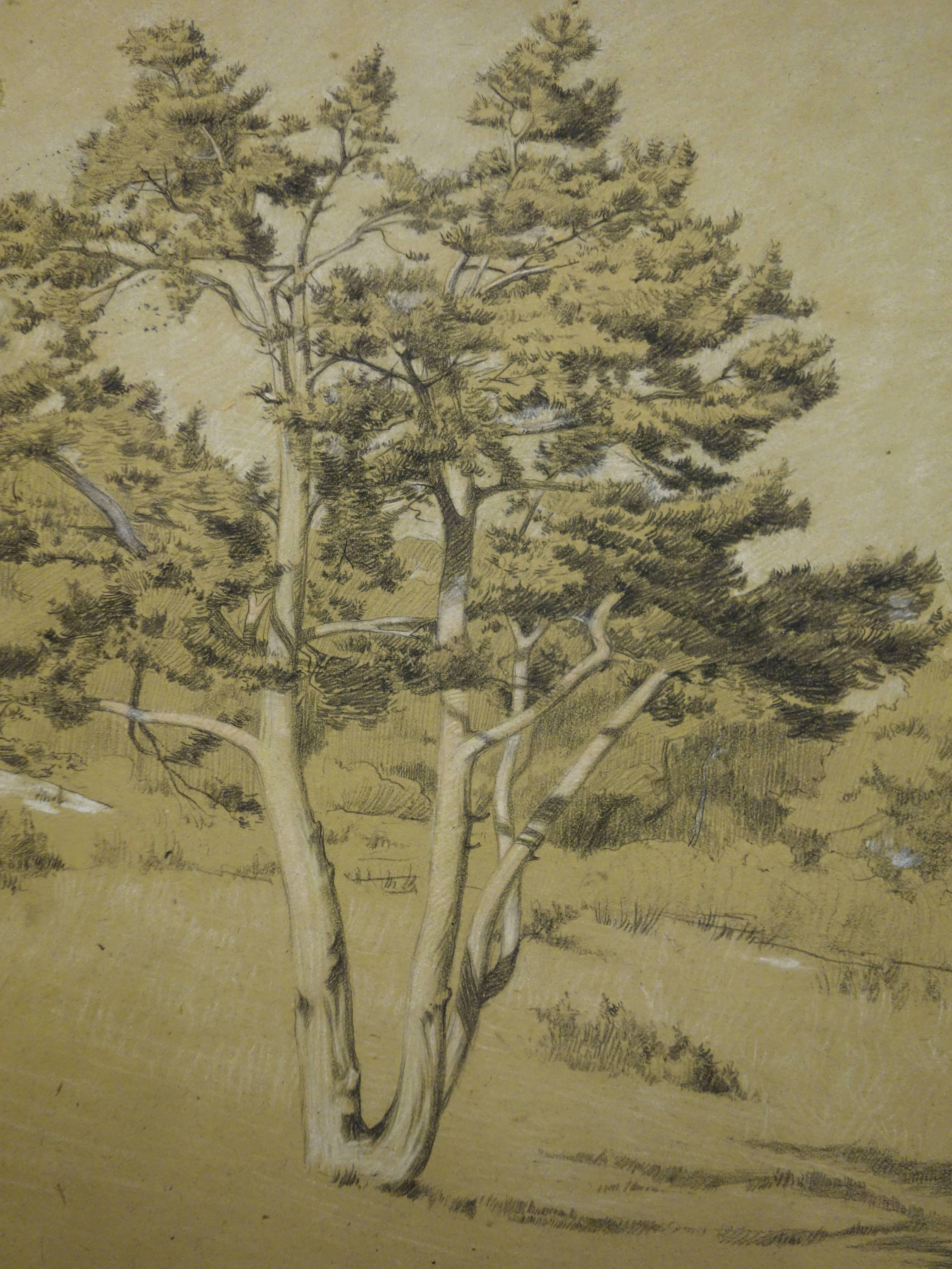 The Old Pine - Original signierte Kohlezeichnung  (Realismus), Art, von Gustave Poetzsch