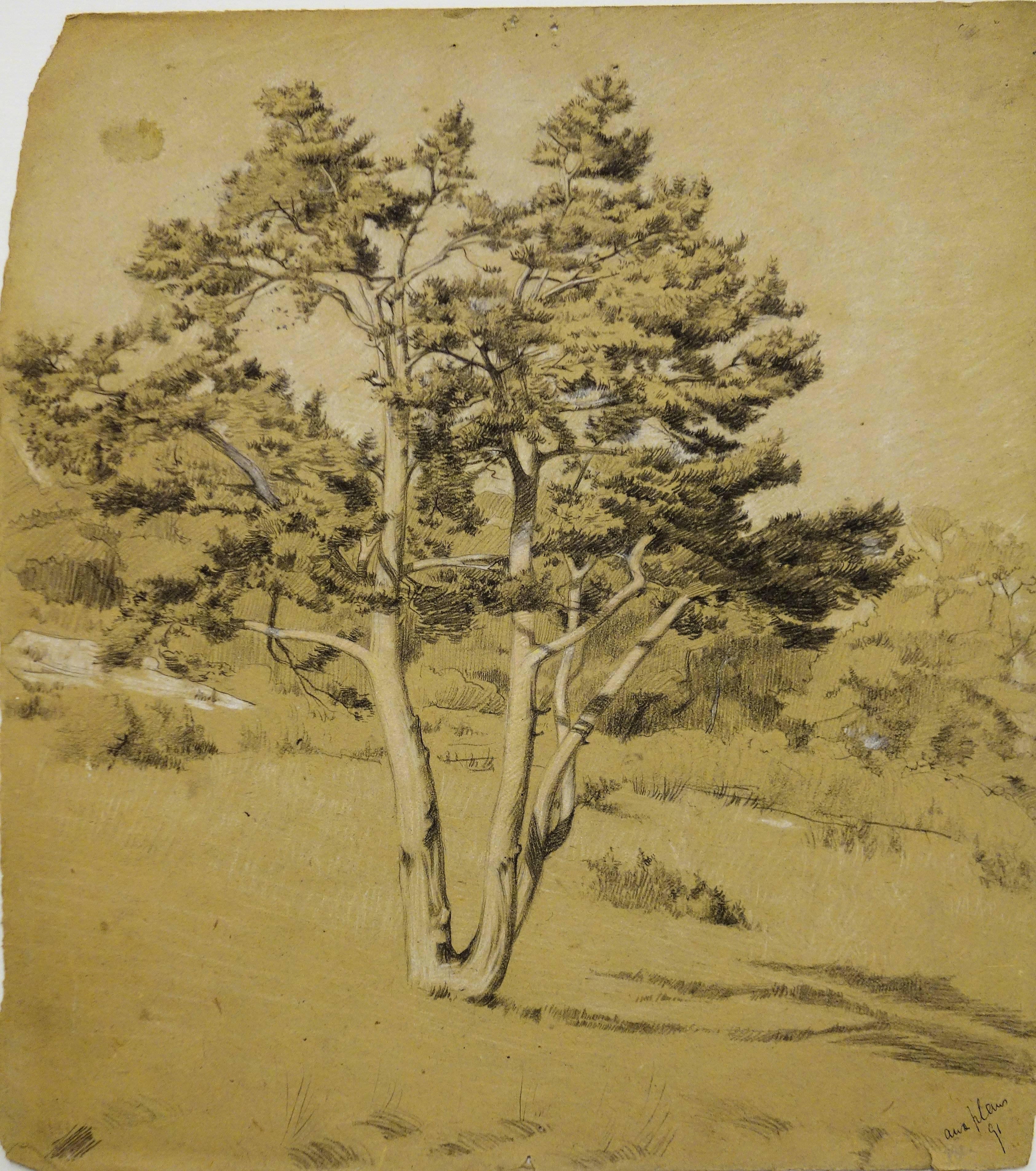 The Old Pine - Original Signed Charcoals Drawing 