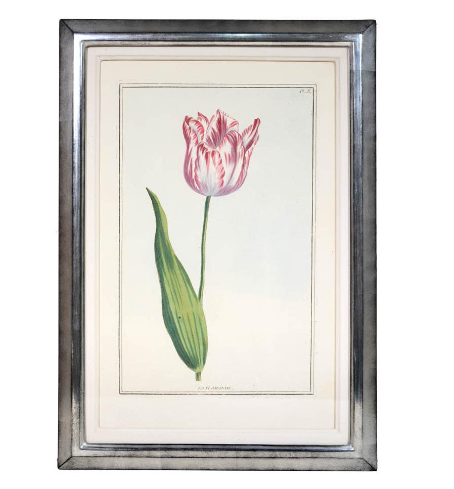 Collection coloriée des plus belles variétés de Tulipes qu'on cultive dans les Jardins des Fleuristes.

6 engraved hand-colored plates of tulips, 33 x 20.5 cm (13 x 8 in), in matching silver leaf frames.

A FINE GROUP OF THESE RARE FLOWER PLATES,