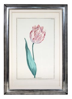 Pierre Joseph Buchoz, A set of 6 Tulips, engraved hand-colored plates, 1781