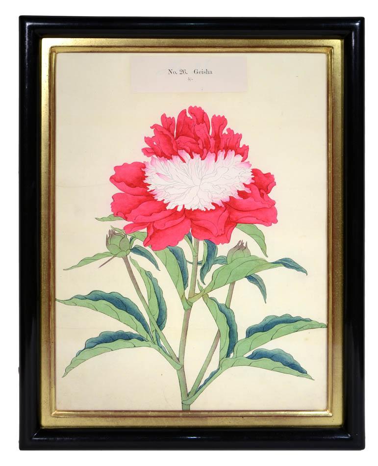 Framed colour lithograph plate with magnificent hand-coloured bloom on Japanese tissue paper